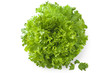 Endiviensalat