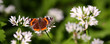 Red admiral butterfly vanessa atalanta on white flower