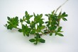 thym citronné branche