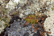 Moss and wild cowberry
