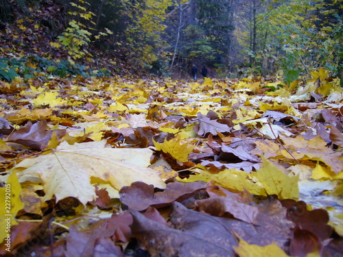 Foto: Okertal im Herbst Okertal im Herbst