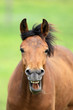 Lachendes Pferd