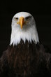 adler
