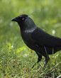 dark bird