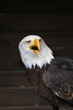 adler