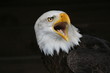 adler