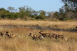 Wild dogs in South Africa