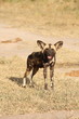 Wild dogs in South Africa