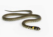 Natrix natrix snake on the white Natrix natrix snake on the white
