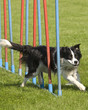 Hundesport Agility