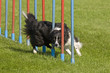 ehrgeiziger Border Collie