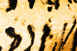 ����: Imitation of tiger leather as a background � Elnur #22810409