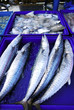 fresh fish