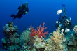 Photo: underwater camera man and buddy underwater camera man and buddy