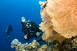 Photo: underwater photographer underwater photographer