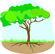 Tree with roots in the soil