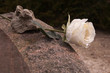 Graveyard white rose
