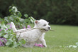 westie transportant une branche de lilas