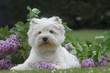west highland white terrier allongé dans les lilas