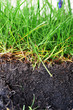 Young Grass