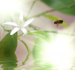 Bee bee->Pollination Bee bee->Pollination