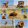 yorkshire terrier yorkshire terrier