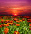 sunset flower field