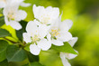 Apple tree blooming close-up Apple tree blooming close-up