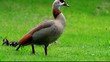 Nilgänse