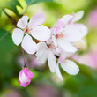 Beautiful spring blossom close-up Beautiful spring blossom close-up