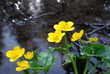 Sumpfdotterblume