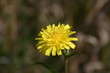 Wiesen-Pippau (Crepis biennis)