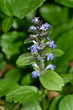 Kriechender Günsel (Ajuga reptans)