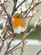 Robin and snow