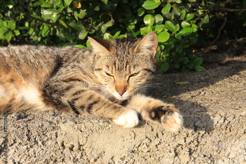 Photo: sieste du chat sieste du chat