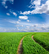 Feld im Sommer