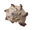 artistic seashell