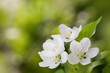 Spring blossom background Spring blossom background