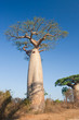 Baobab trees Baobab trees