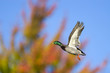 Autumn Duck In Flight