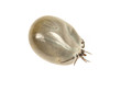 Tick isolated on white