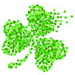clover