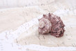 sea shell on the world map