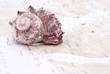 sea shell on the world map, tourism concept