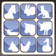 Farm animals vector icon button set