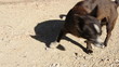 a small dog laying on the ground