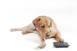 Dog count on calculator Dog count on calculator