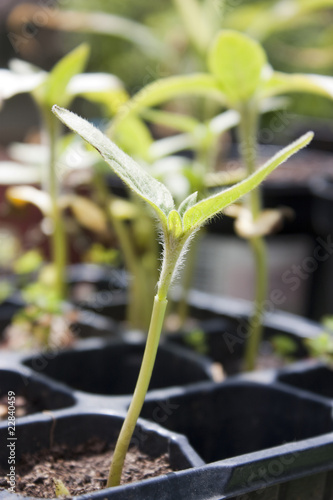 Photo: seedling outside in a seed tray seedling outside in a seed tray
