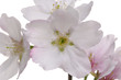 Macro of cherry blossoms