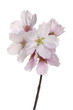 isolated cherry blossom